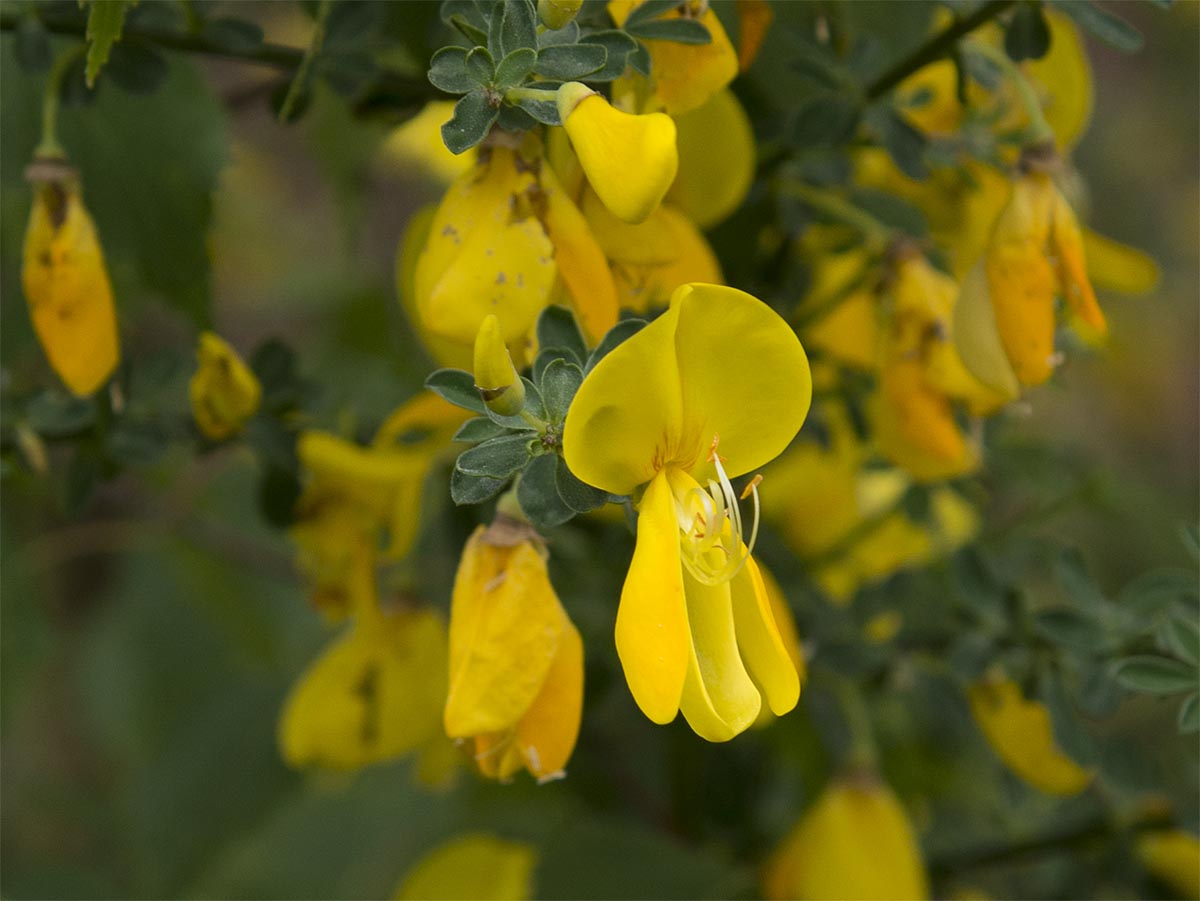 Cytisus scoparius